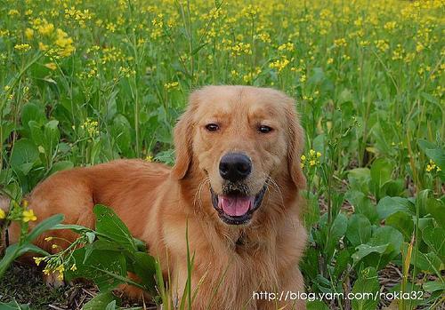 Video poster: Nala, 11 — week two, no treats (placeholder)