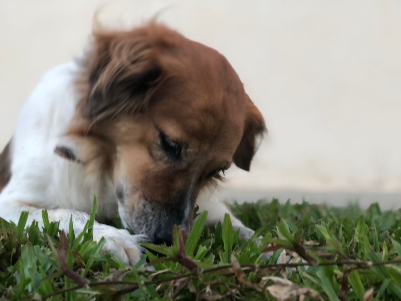 BareGrip Paw Pads (placeholder photo)