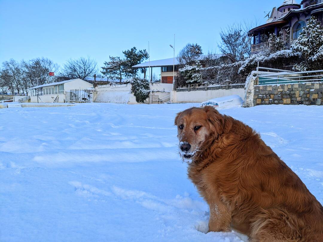 Senior dog mid-climb on the ramp (placeholder)